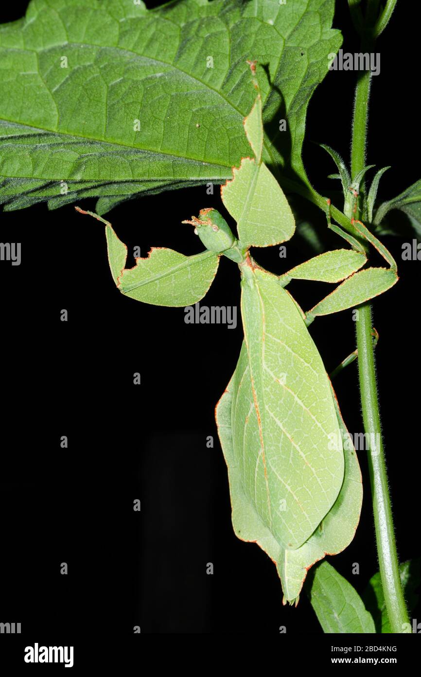 Phyllium bioculatum hanno corpi, ali e gambe estremamente appiattiti e di forma irregolare. Foto Stock