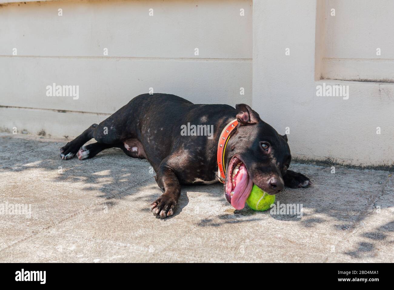Felice sorridente giovane cane Pitbull nero che gioca con palla da tennis verde Foto Stock