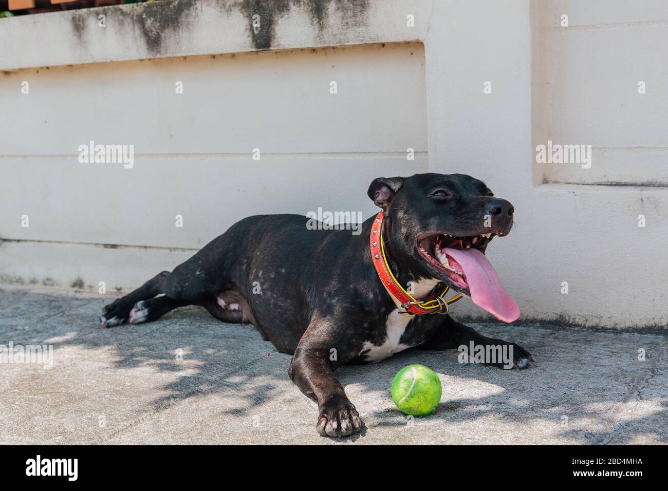 Felice sorridente giovane cane Pitbull nero che gioca con palla da tennis verde Foto Stock