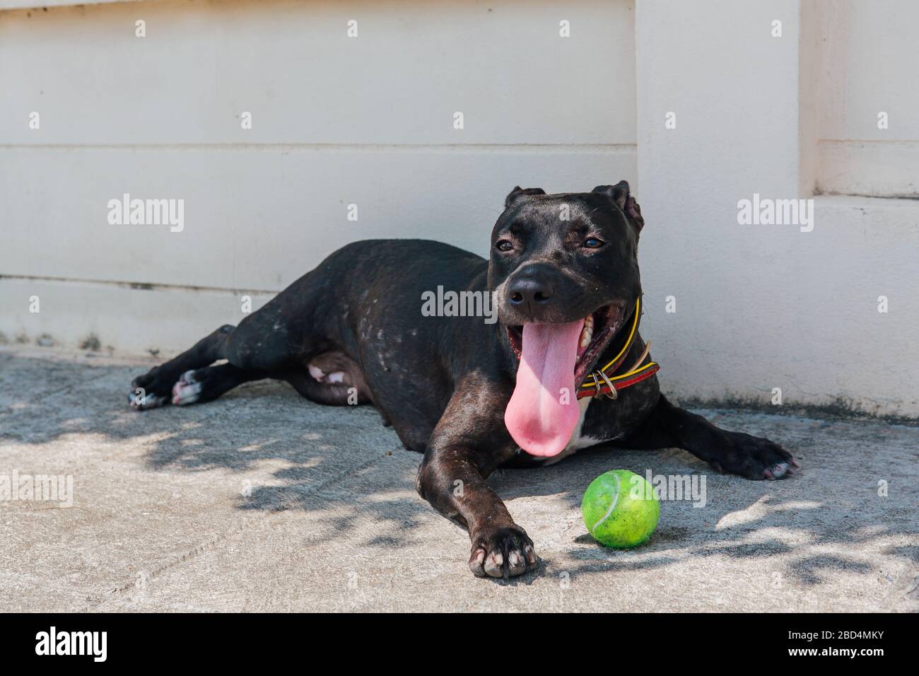 Felice sorridente giovane cane Pitbull nero che gioca con palla da tennis verde Foto Stock
