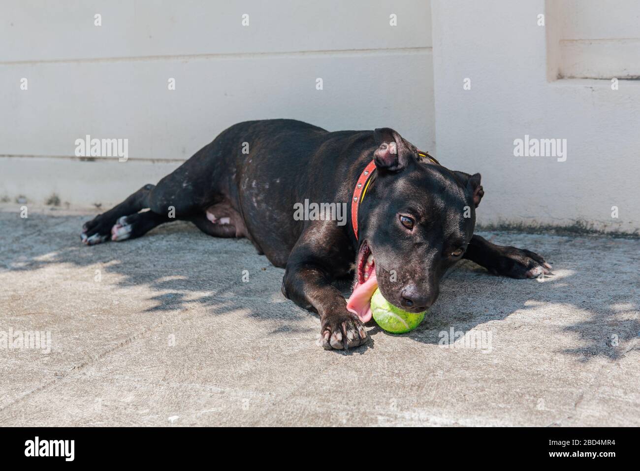 Felice sorridente giovane cane Pitbull nero che gioca con palla da tennis verde Foto Stock