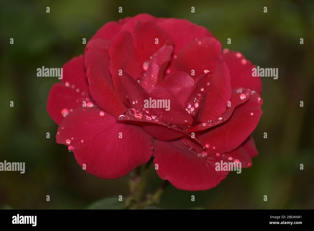 Una bella fotografia di closeup di una rosa rossa con gocce di pioggia. Foto Stock