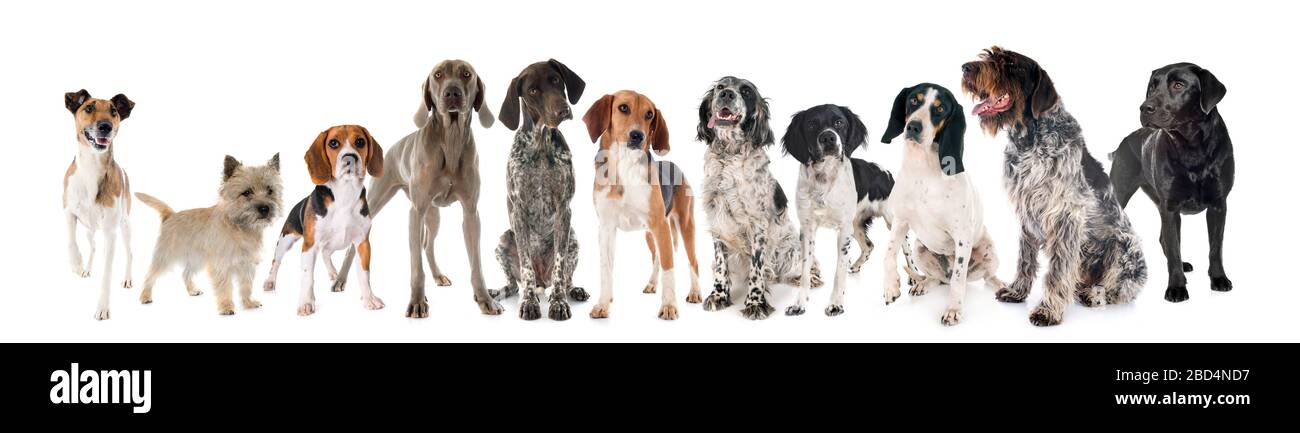 Cani da Caccia di fronte a uno sfondo bianco Foto Stock