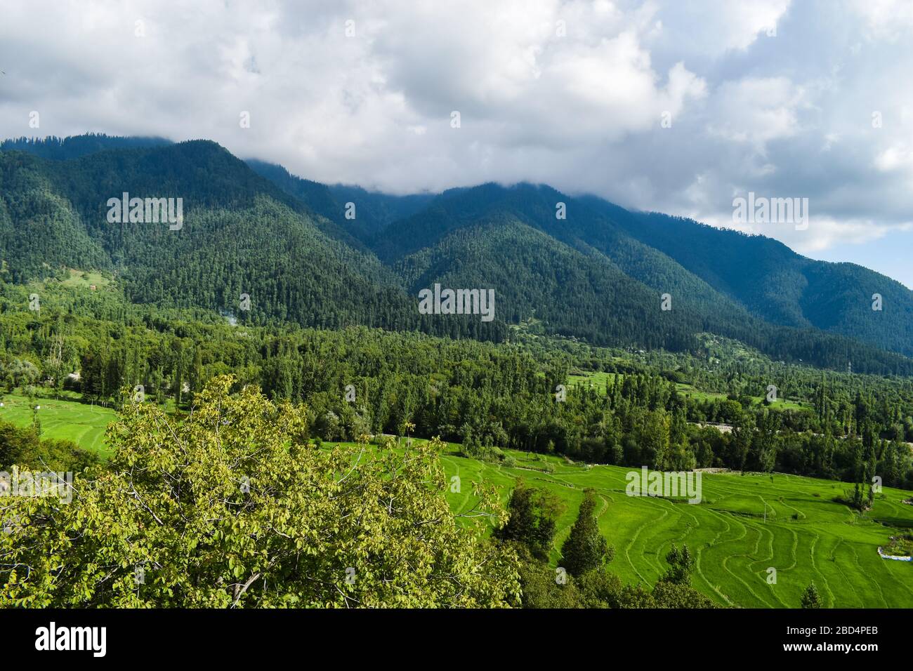 Bella vista dei campi di papà con il cielo blu bello a Pahalgam Kashmir, India. Foto Stock