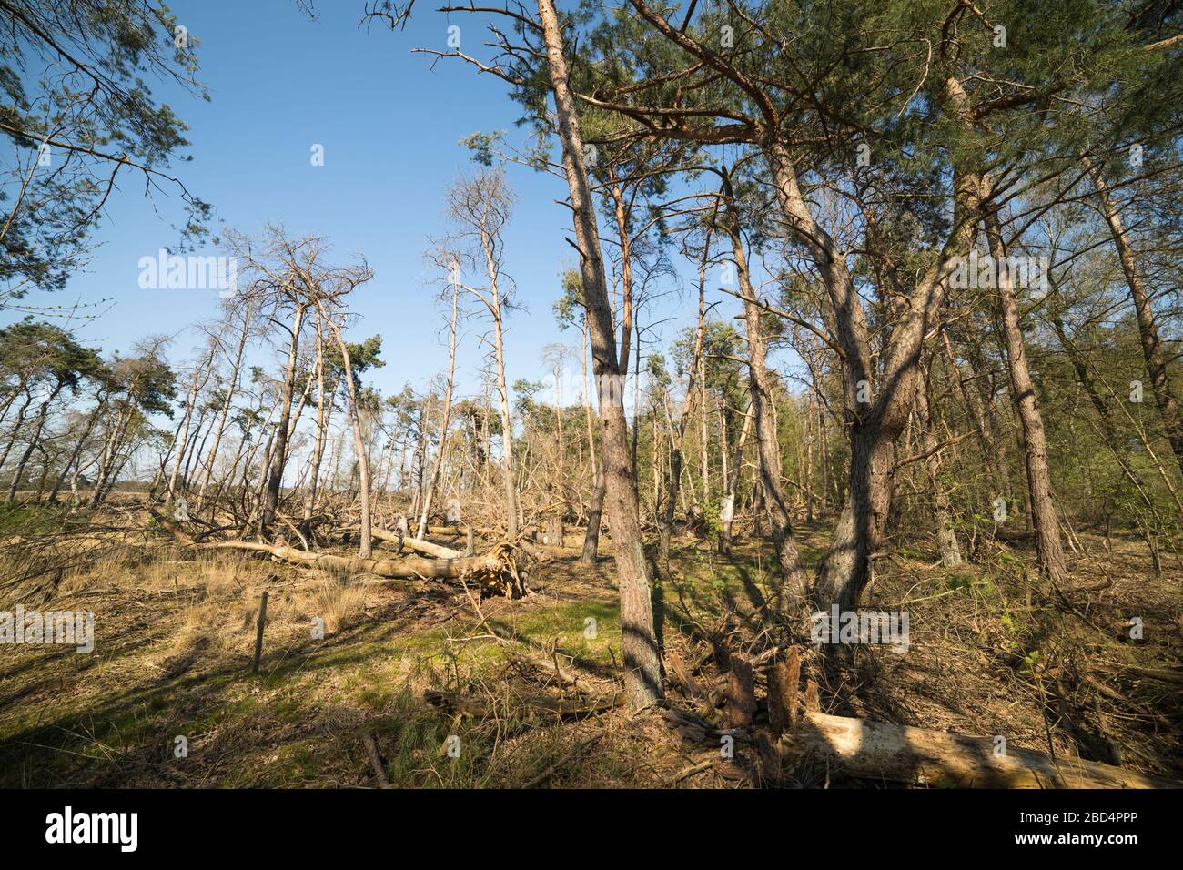 Alberi spezzati in una foresta di produzione a causa di una tempesta pesante nei Paesi Bassi Foto Stock