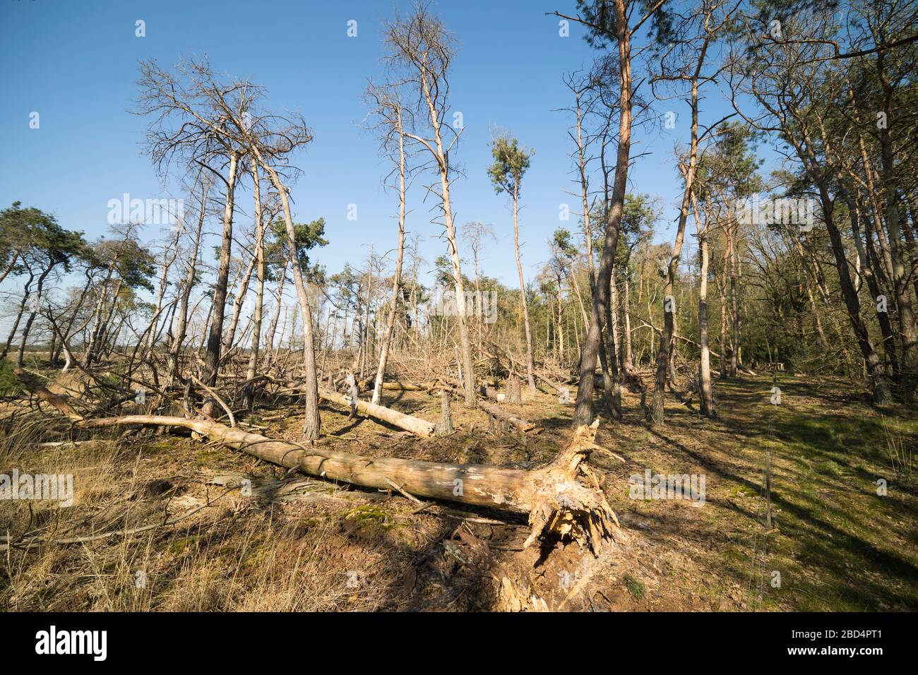 Alberi spezzati in una foresta di produzione a causa di una tempesta pesante nei Paesi Bassi Foto Stock