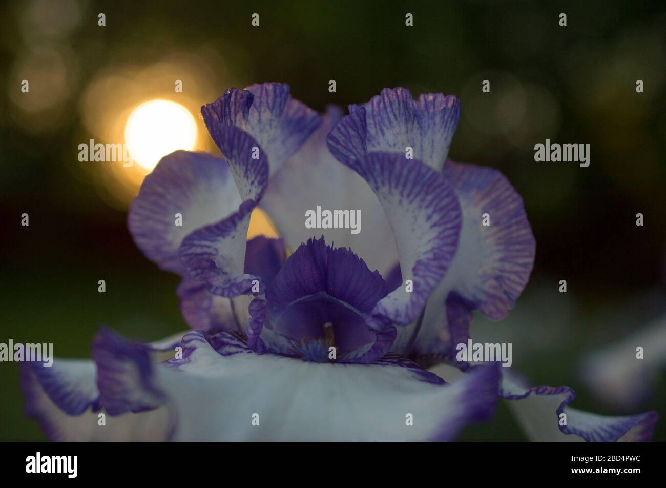 Iris flower pedali viola e bianco primo piano macro in home primavera estate giardino illuminato sole direttamente dietro cartolina orizzontale formatta la stanza per il tipo Foto Stock
