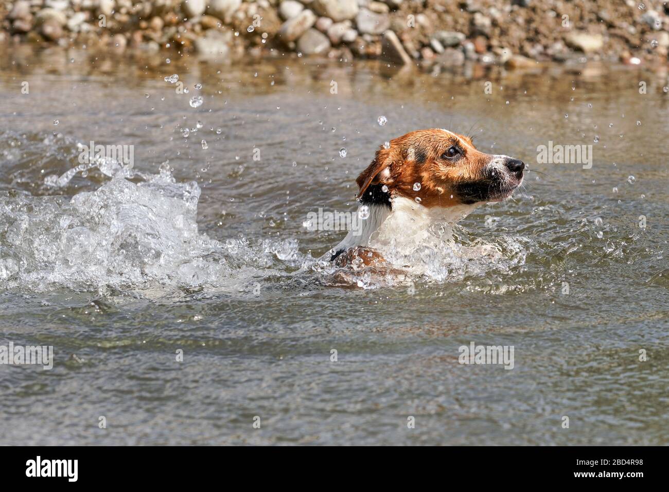 Giovane Jack Russell cane Terrier nuoto in fiume, solo la sua testa sopra la superficie come l'acqua è spruzzi intorno Foto Stock