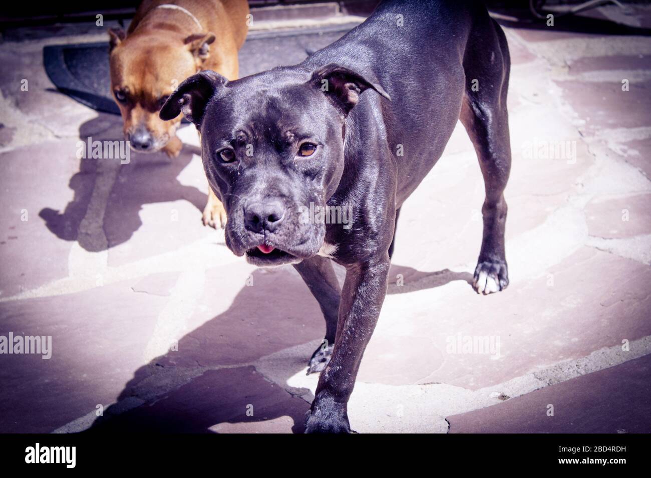 Black pit bull in piedi in atteggiamento amichevole. Nessuna gente Foto Stock