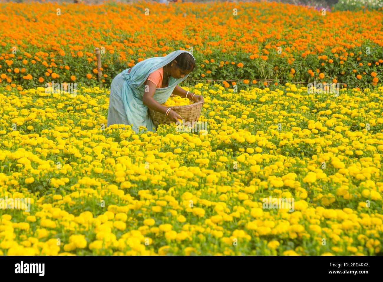 al campo di fiori marigold Foto Stock