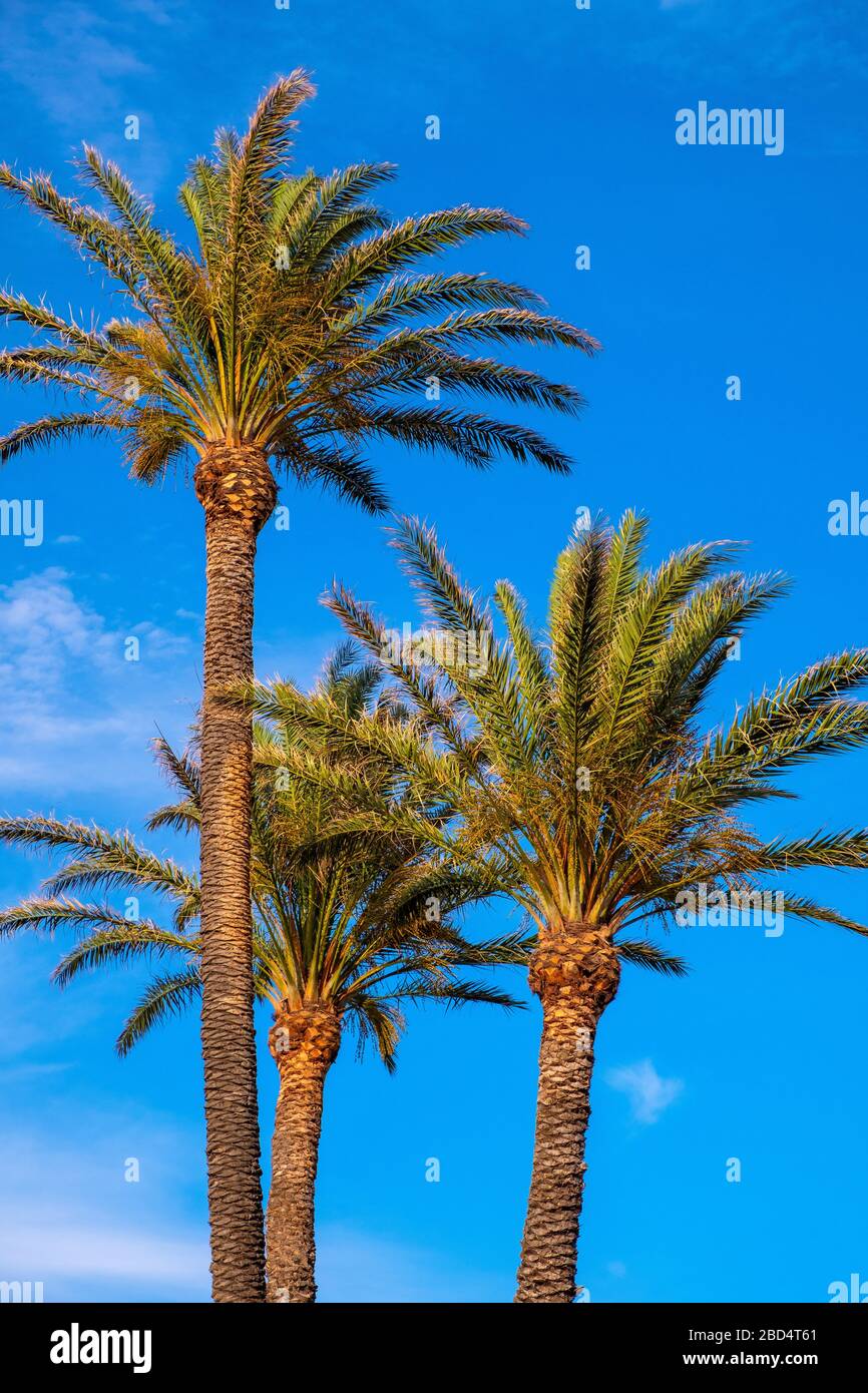 Alberi di palma - latino Arecaceae - con foglie verdi e rami di fronte al cielo blu e soleggiato sulla spiaggia e Costa Smeralda del Mar Tirreno in Pal Foto Stock