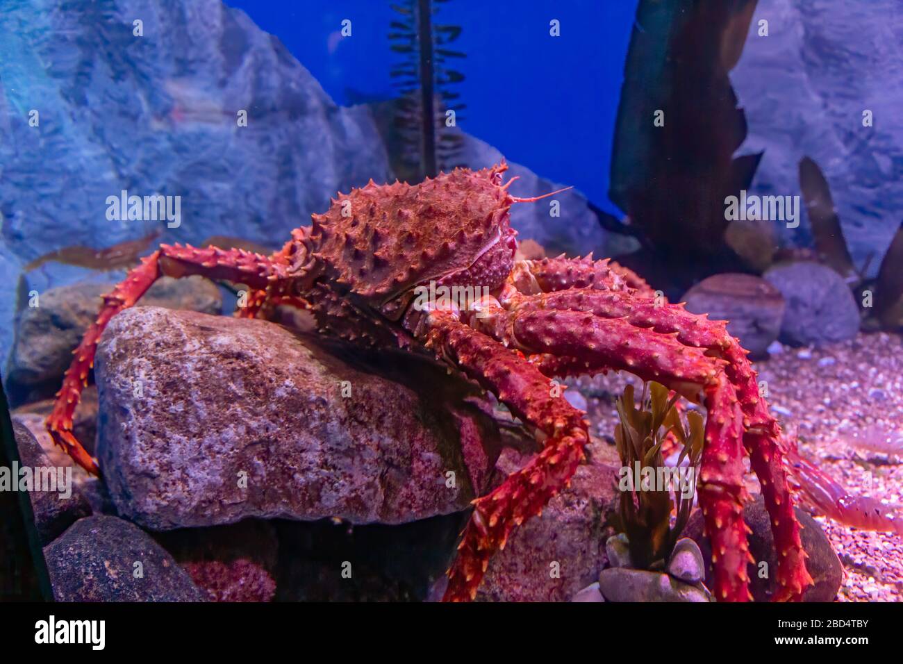 Toronto, Canada - Agosto 20 2018: Granchio ragno giapponese gigante, Macrocheira kaempferi, in una vasca di vetro in Ripley's Aquarium, Toronto, Canada Foto Stock