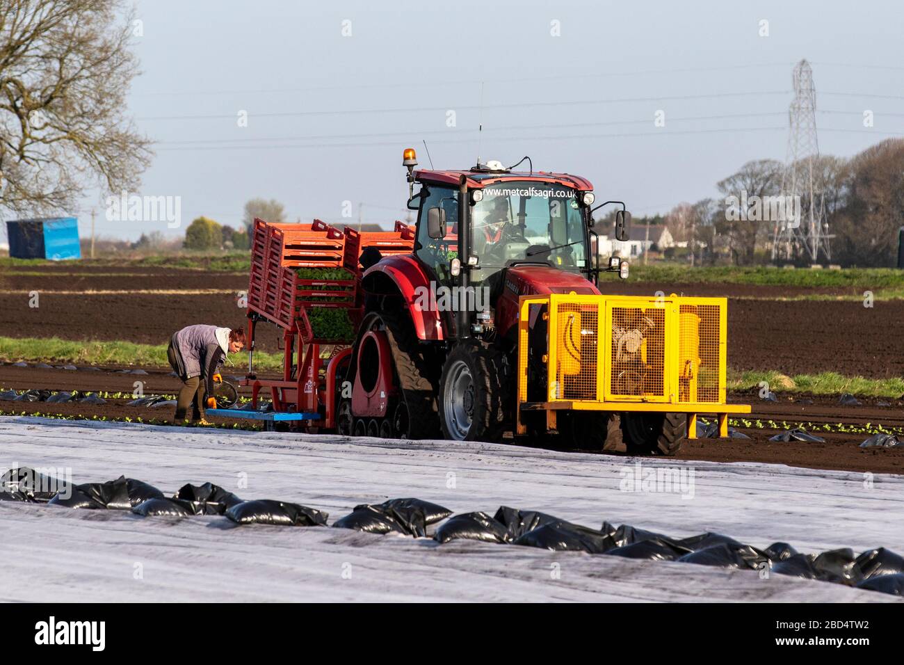 Tarleton, Lancashire; UK Weather, 7 aprile 2020. Cittadini dell'UE letuga primaverile piantata nei terreni in cui si riscalda. Le lattughe vengono piantate utilizzando una piantatrice automatica guidata da satellite azionata da un trattore cingolato CASE II farmall. I lavoratori migranti alimentano i vassoi pieni della macchina automatizzata contenenti i tappi di semina delle colture che vengono poi ricoperti di vello agricolo contro ogni gelo notturno fino a quando il rischio non è passato. Credito: MediaWorldImages/Alamy Live News Foto Stock
