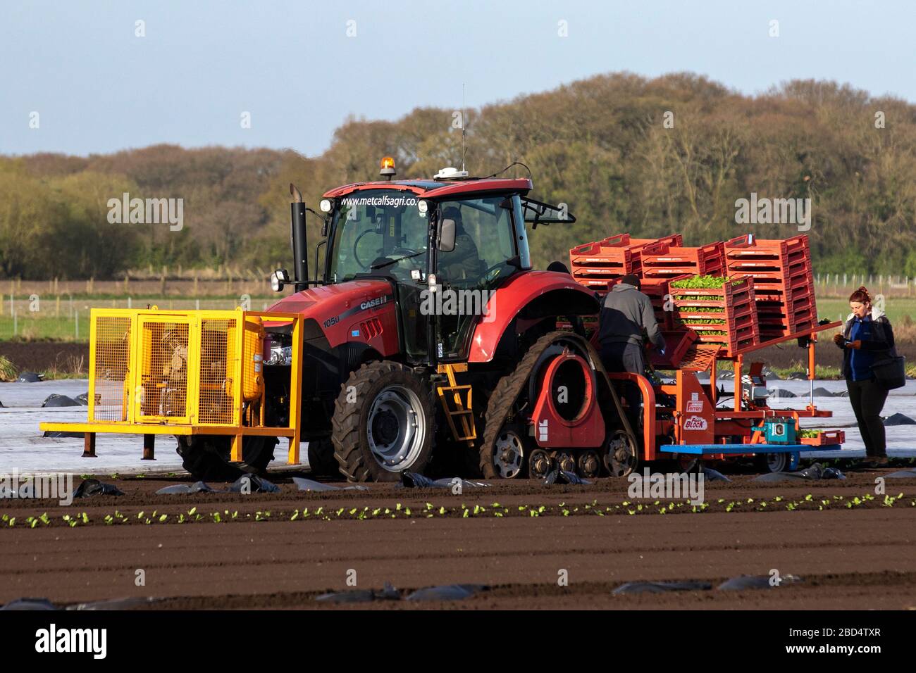 Tarleton, Lancashire; UK Weather, 7 aprile 2020. Cittadini dell'UE letuga primaverile piantata nei terreni in cui si riscalda. Le lattughe vengono piantate utilizzando una piantatrice automatica guidata da satellite azionata da un trattore cingolato CASE II farmall. I lavoratori migranti alimentano i vassoi pieni della macchina automatizzata contenenti i tappi di semina delle colture che vengono poi ricoperti di vello agricolo contro ogni gelo notturno fino a quando il rischio non è passato. Credito: MediaWorldImages/Alamy Live News Foto Stock
