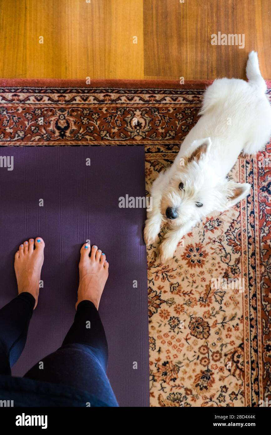 Pratica di yoga domestico su tappeto e tappeto con cane terrier bianco dell'altopiano occidentale Foto Stock
