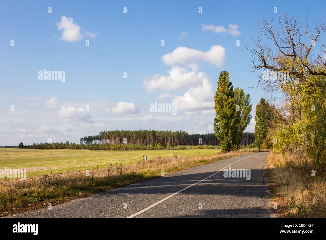 Campo dopo raccolto. Pineta all'orizzonte. La strada che passa lungo il campo. Cielo blu. Foto Stock