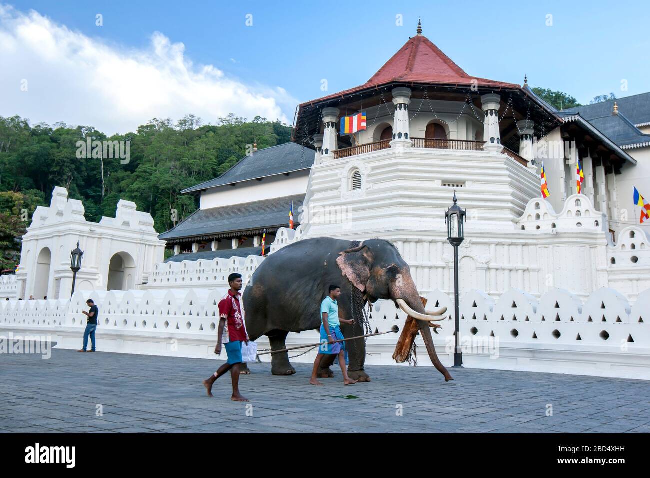 Un elefante cerimoniale condotto da un mahout porta un ceppo davanti al tempio della Sacra Reliquia dente a Kandy in Sri Lanka prima dell'Esala Perahera. Foto Stock