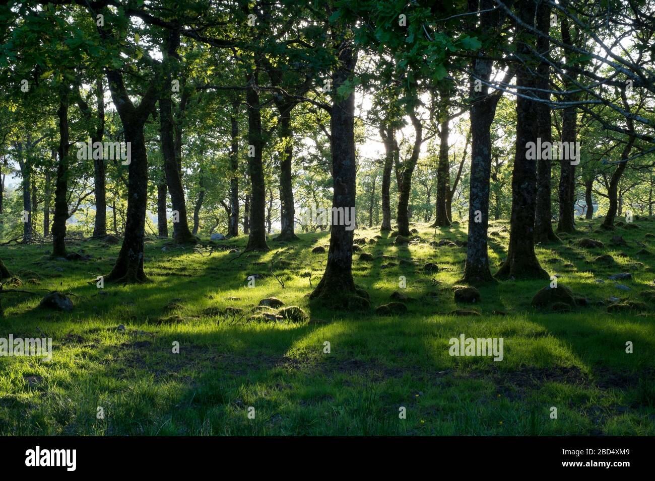 Antiche querce sulla penisola scozzese di Morvern Foto Stock