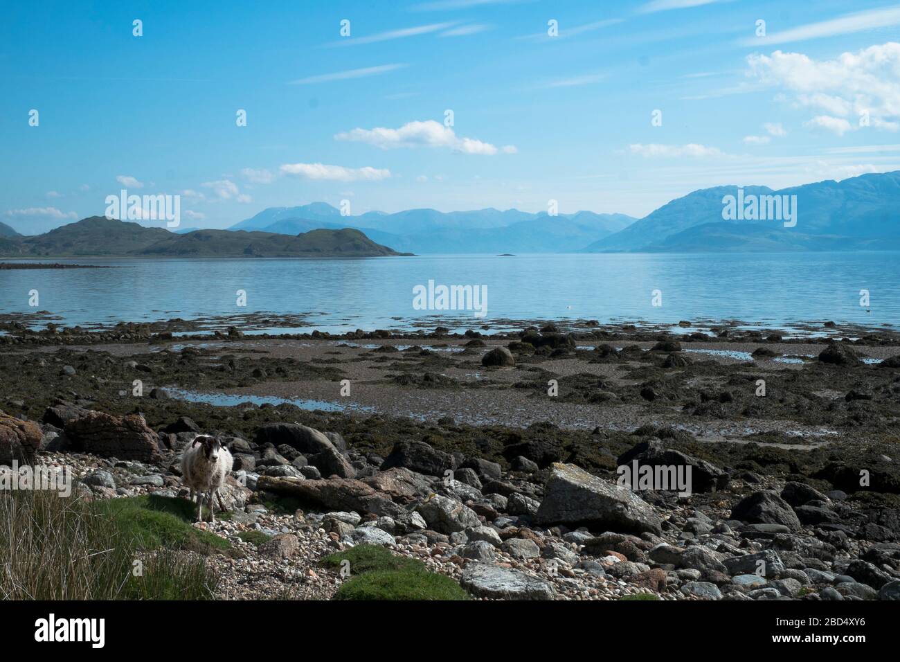 Ammira Loch Linnhe da Kingairloch durante il giro in bicicletta a Strontian con la compagnia di viaggi Slow Adventure Foto Stock