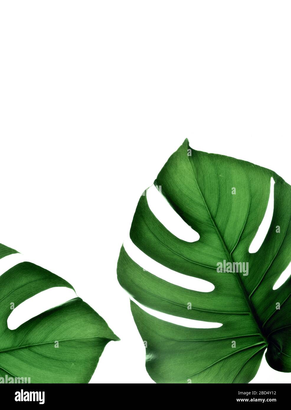 Giungla tropicale Monstera foglie isolate su sfondo bianco. Foto Stock