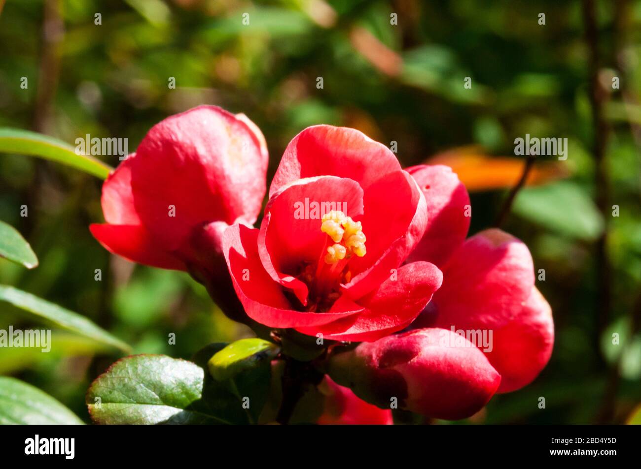 Fiore di mele cotogne giapponesi, Chaenomeles japonica. Foto Stock