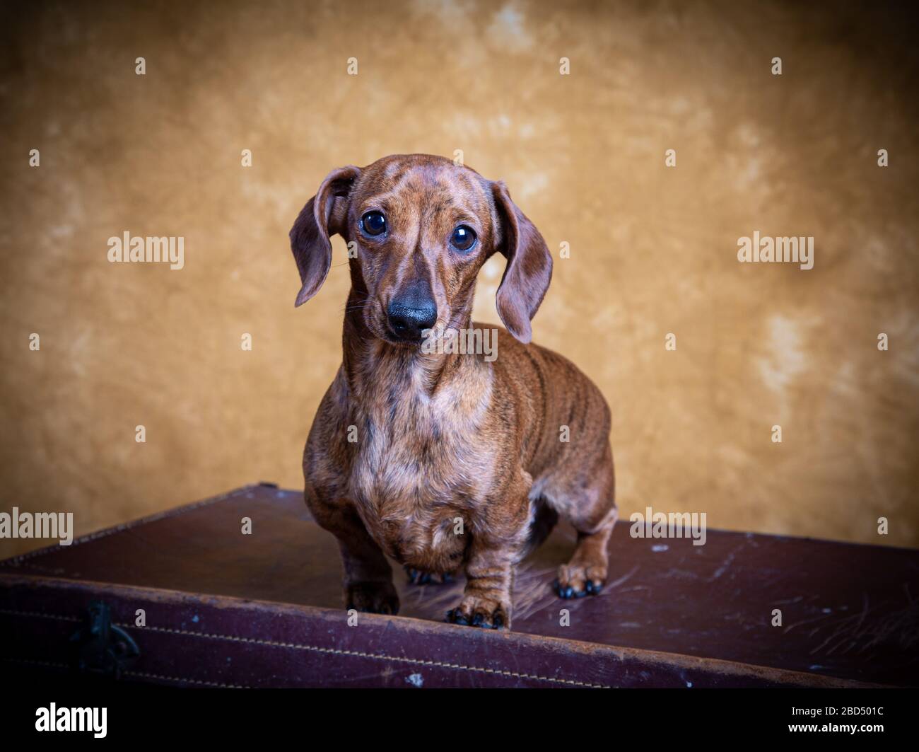 Studio ritratto di dachshund guardando la fotocamera Foto Stock