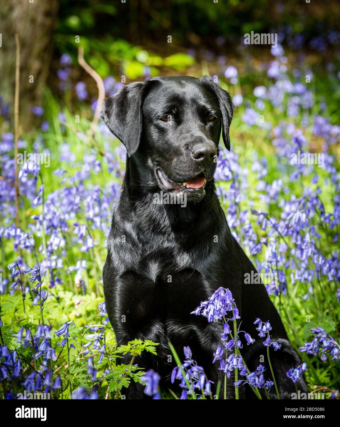 Ritratto di un labrador nero seduto nelle campane Foto Stock