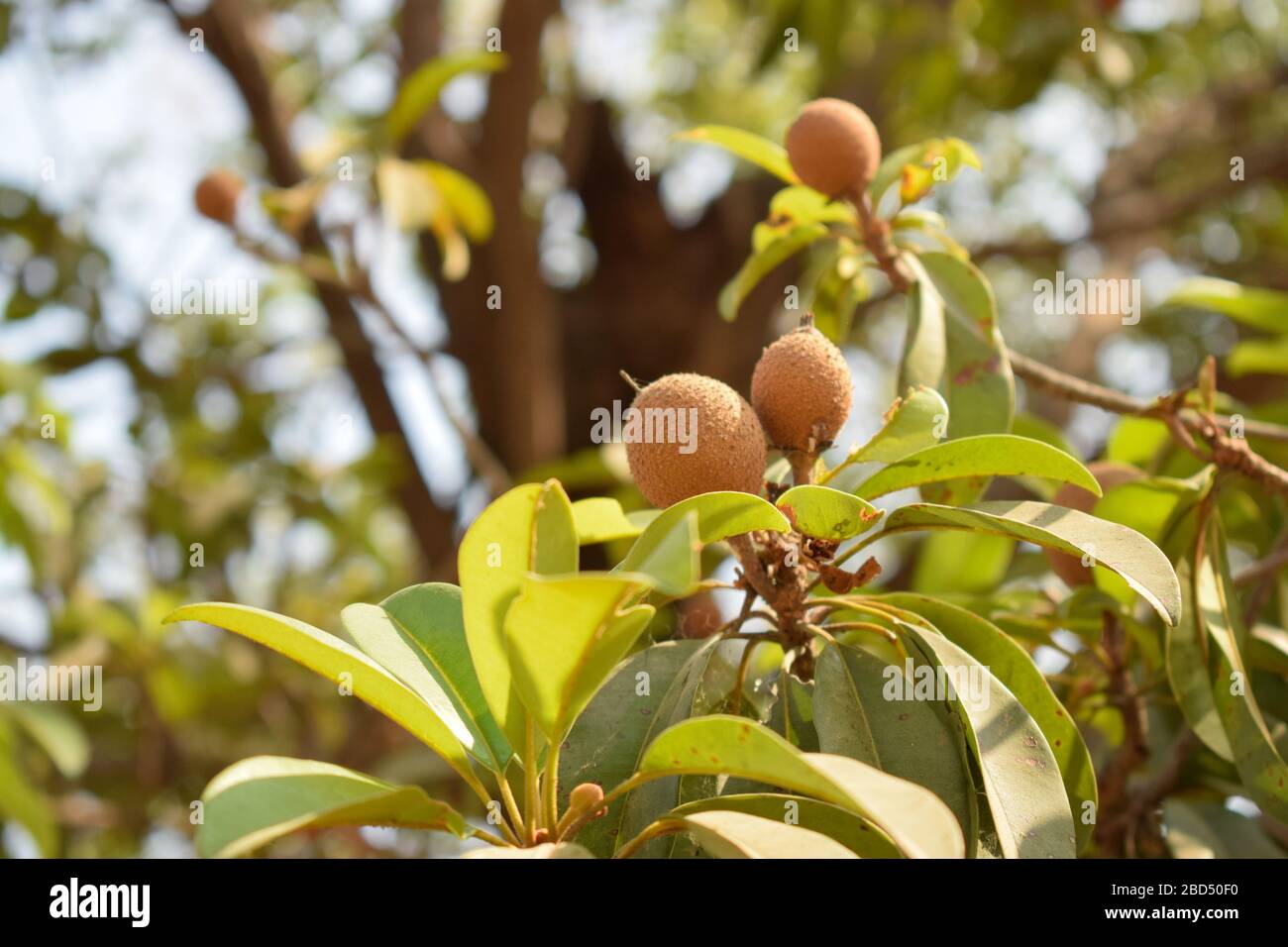 Sasodilla/Chikoo Tree/Plant in Gordon background.Stock Fotografia immagine, agricoltura Foto Stock