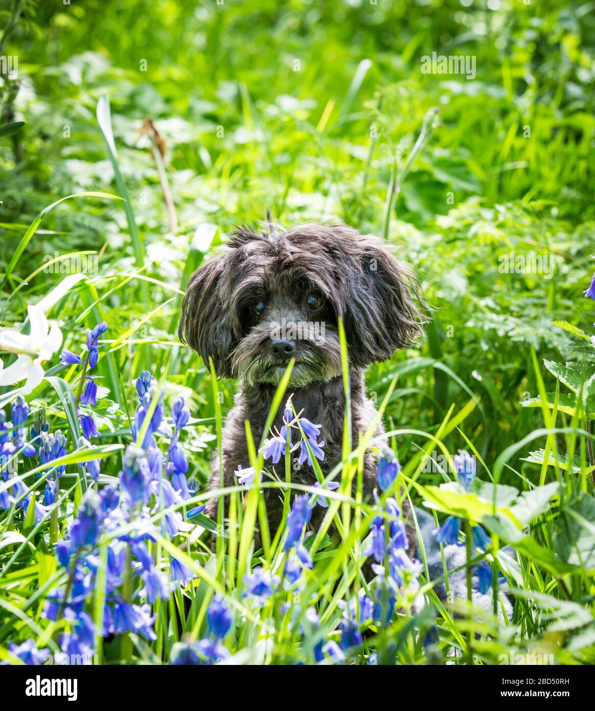 Jackadoodle seduto nel bluebells Foto Stock