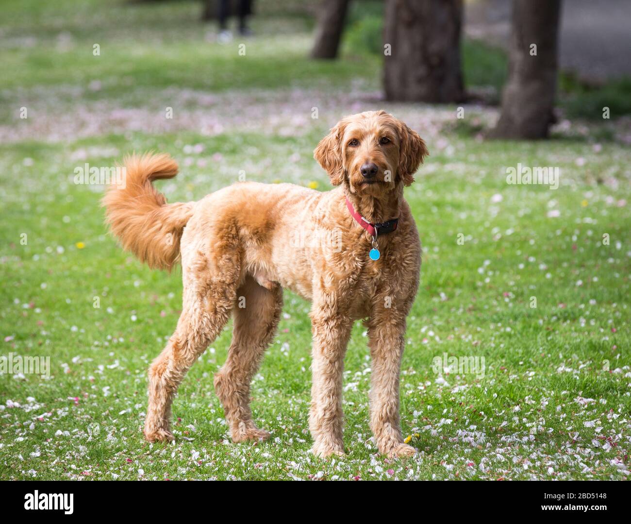 Ritratto di labradoodle in piedi sul prato Foto Stock