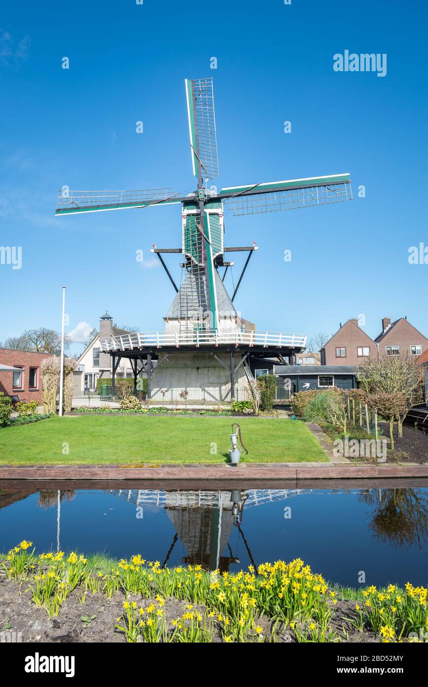Tradizionale mulino a vento olandese in primavera. Scena classica di un mulino a vento in Olanda con narcisi e un cielo blu. Foto Stock
