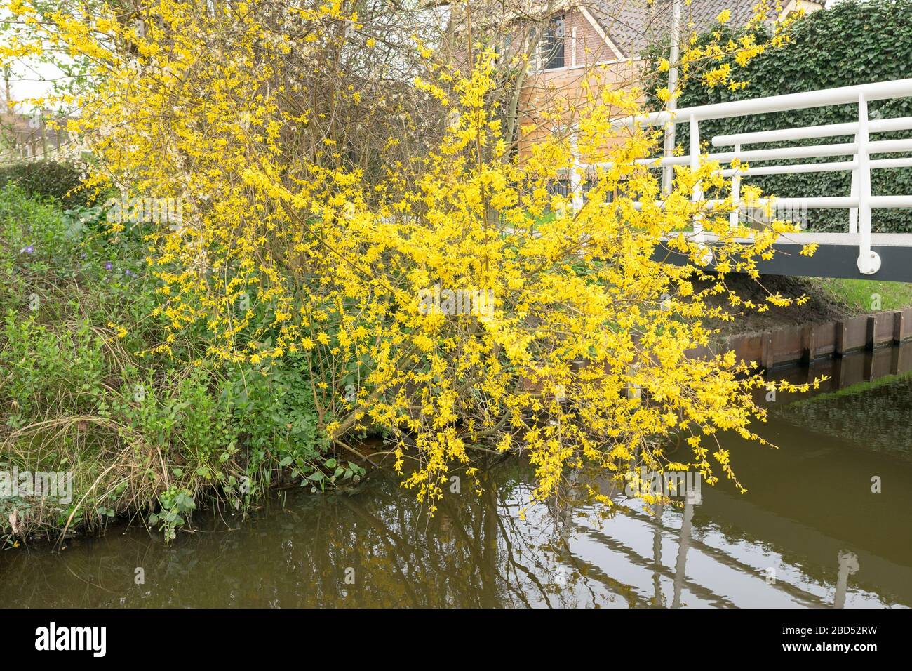 Rami di formithia fiorita in giallo appendono sopra l'acqua di un fossato. Questa pianta fiorita è anche conosciuta come albero pasquale. Foto Stock