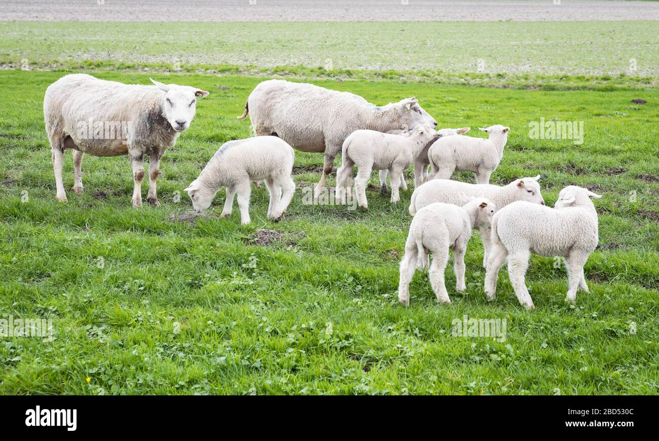 Numero di agnelli e pecore nel pascolo verde olandese Foto Stock