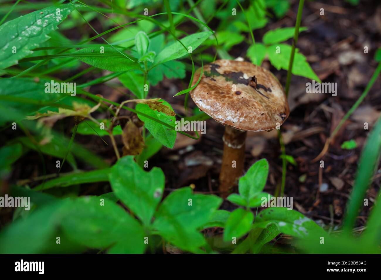 funghi marroni bagnati nella foresta dopo la pioggia Foto Stock