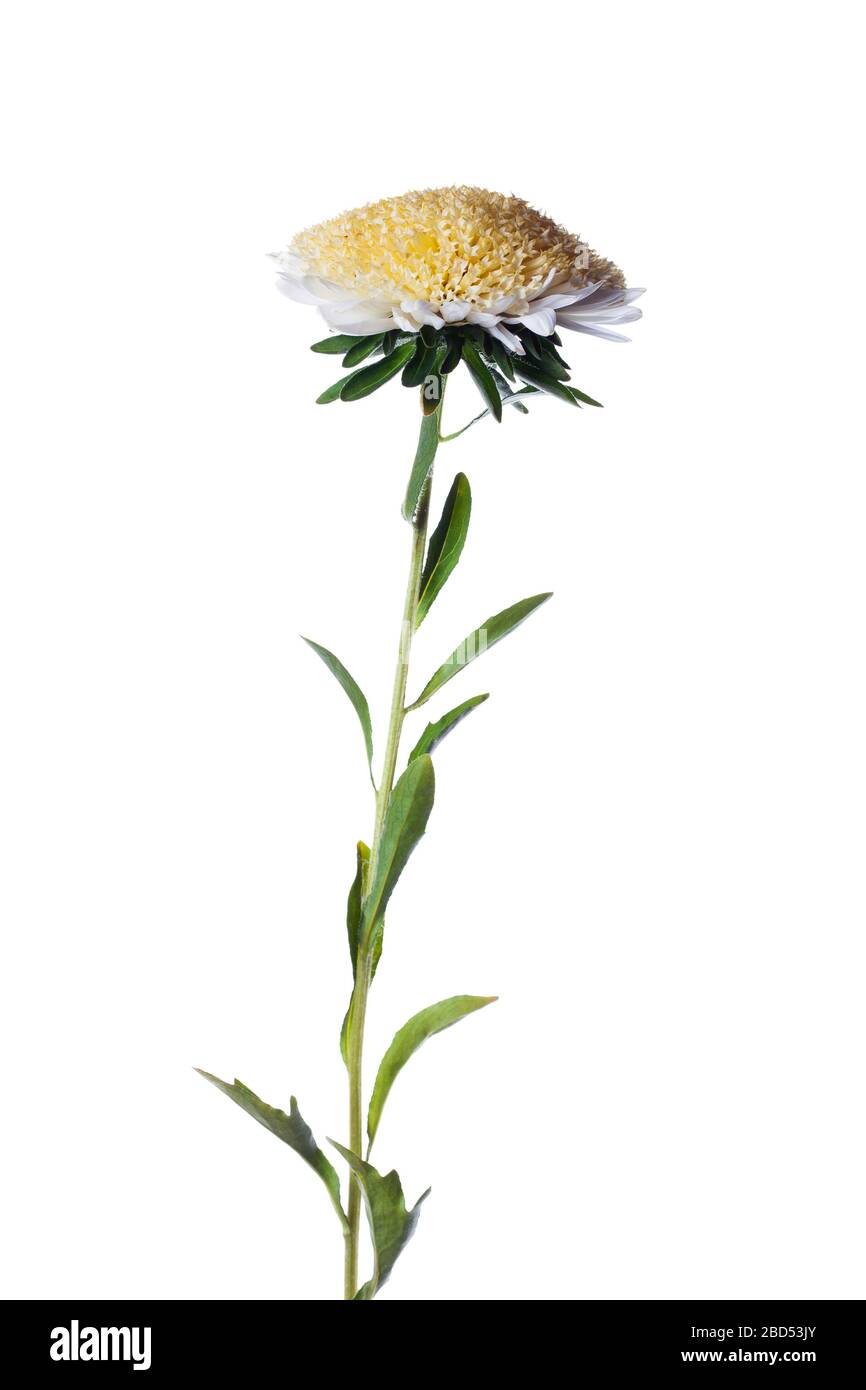 bianco caster cinese isolato su sfondo bianco Foto Stock