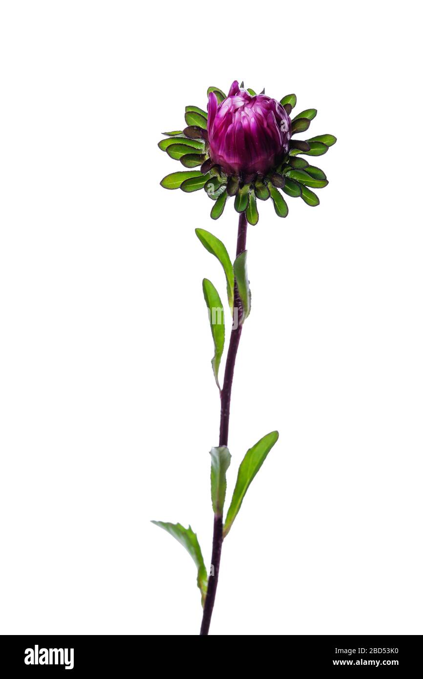 blu di razza cinese isolato su sfondo bianco Foto Stock