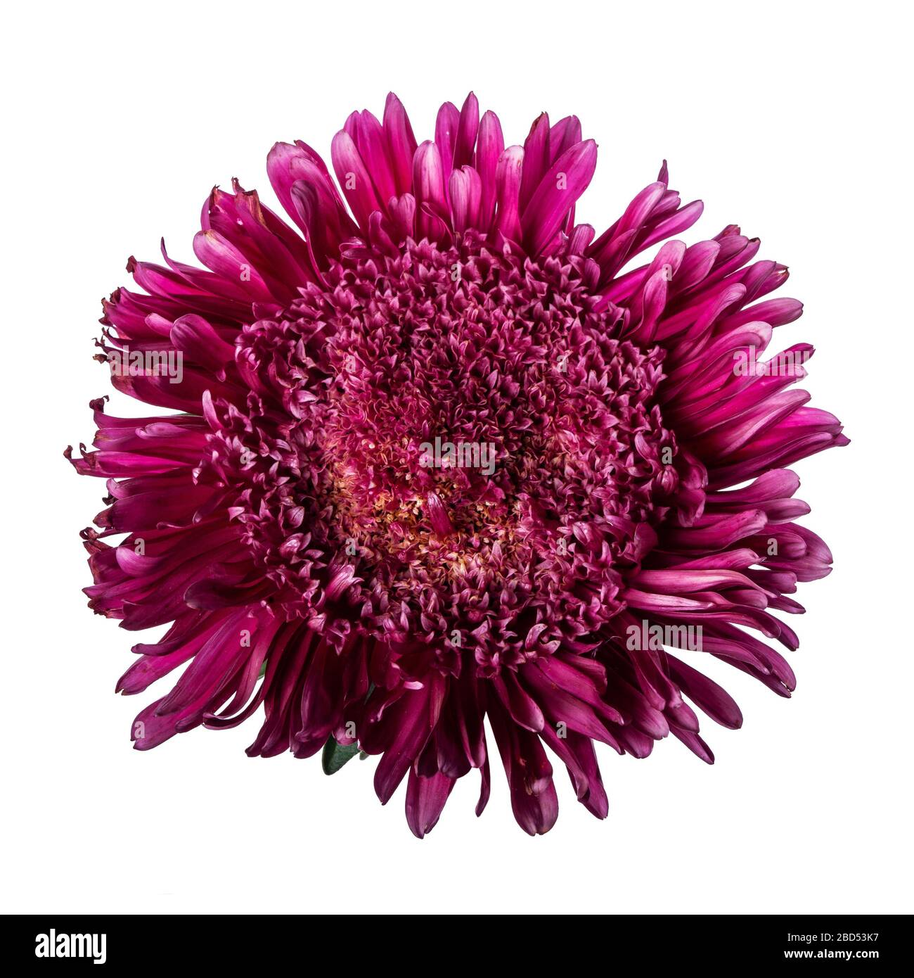 purple chinese aster isolato su sfondo bianco Foto Stock