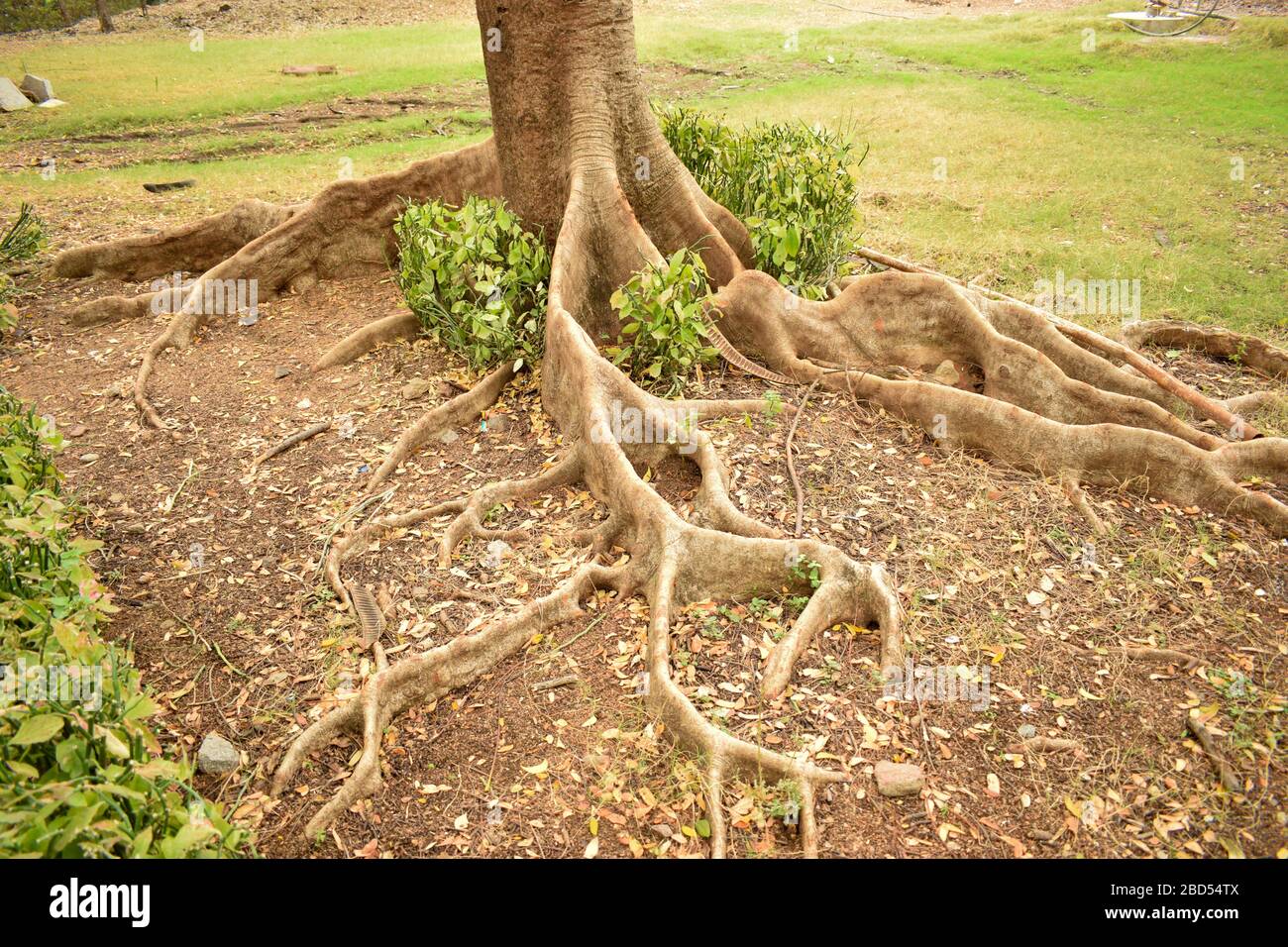 Radici di albero grandi naturali in giungla/Foresta Fotografia d'archivio immagine Foto Stock