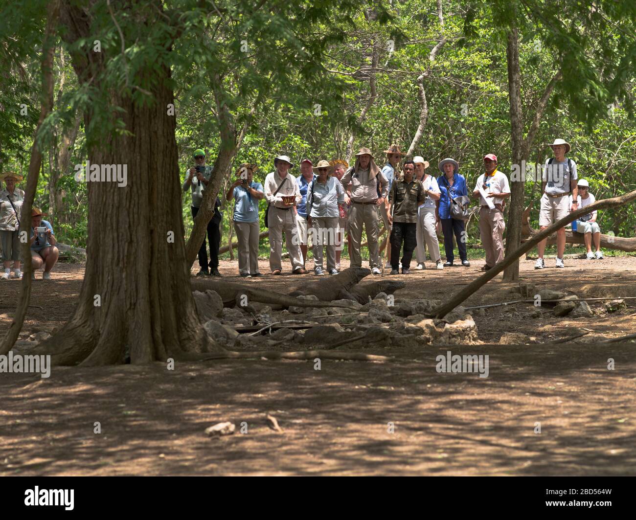 dh Tamarind Foresta KOMODO ISOLA INDONESIA Gruppo di turisti che guardano i draghi di Komodo a un buco di irrigazione drago turista Foto Stock