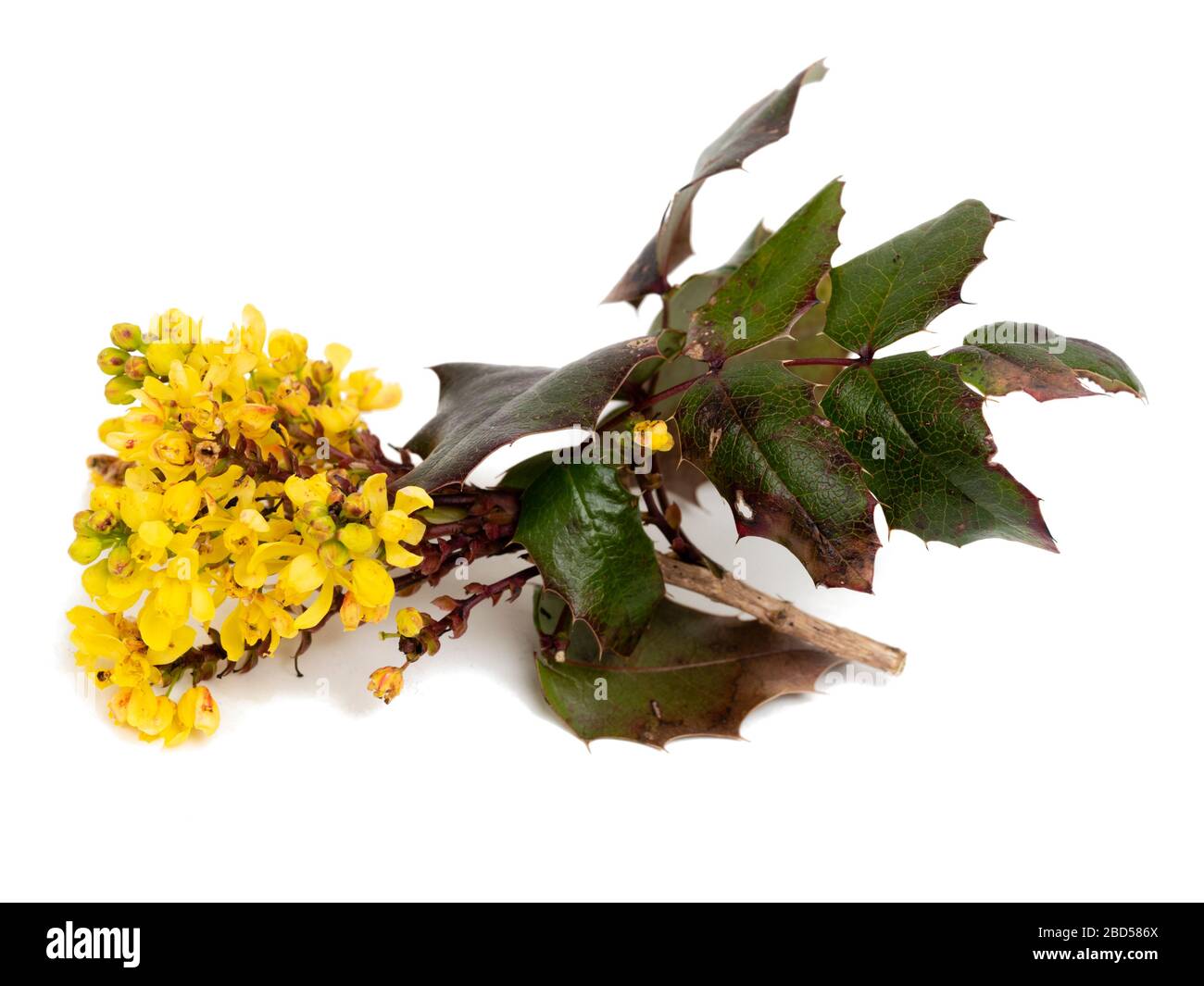 Fiori primaverili e fogliame spiky dell'uva Oregon, Mahonia aquifolium, su sfondo bianco Foto Stock