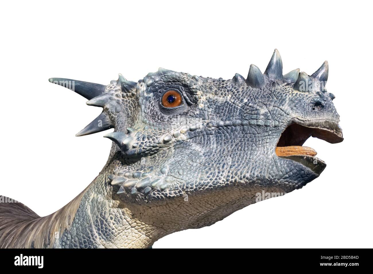 Ritratto di un dinosauro erbovire chiamato stygimoloch su sfondo bianco. Lotta, animale con testa corazzata. Foto Stock