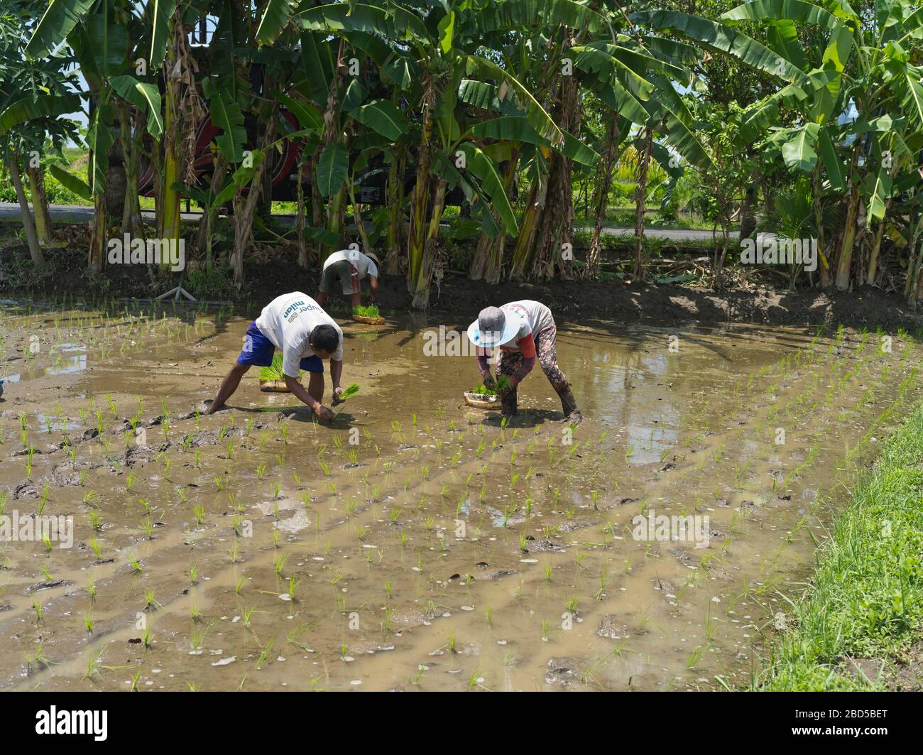 dh locale Balinese persone asia BALI INDONESIA piantare riso in paddy lavoro campo bagnato campi agricoli lavoratori coltivare operatori di campo Foto Stock