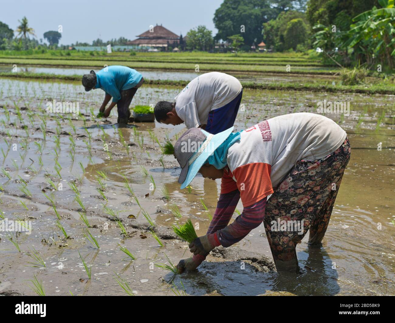 dh lavoratori indonesiani nei campi BALI INDONESIA locale donna balinese operaio riso bagnato risone campo asia persone paddle donne rurali contadino Foto Stock