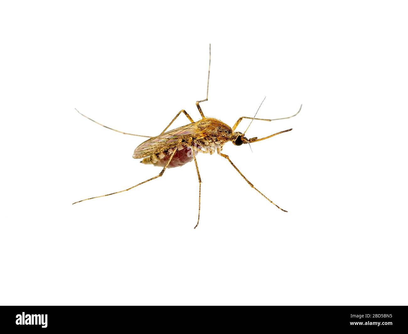 Pericoloso Zika infetto zanzara isolato su bianco. Leishmaniosi, encefalite, febbre gialla, dengue, malaria, Mayaro o Zika Virus Infectiou Foto Stock