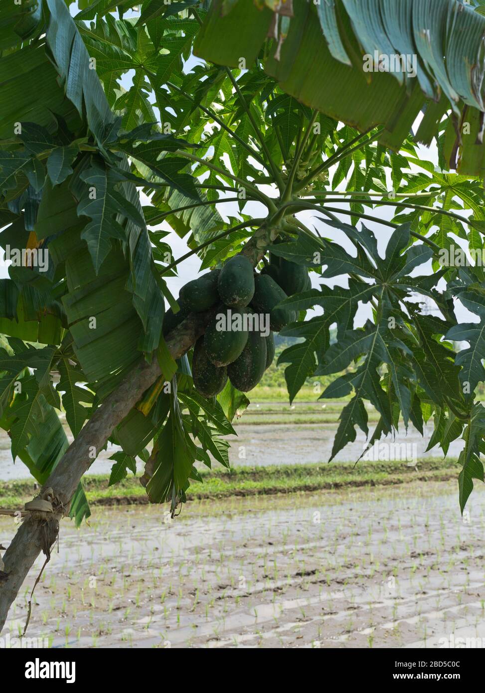 dh BALI INDONESIA pane frutta su albero di pane artocarpus altilis indonesia asia Foto Stock