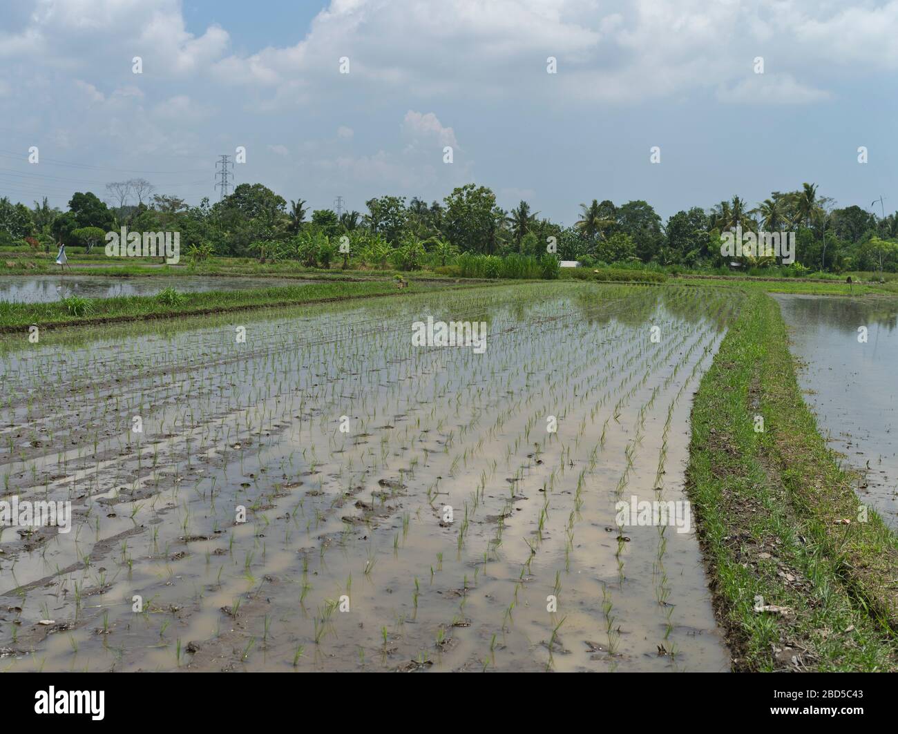 dh riso balinese piantato BALI INDONESIA in risaie campi umidi agricoltura coltivazione risaie colture asia Foto Stock