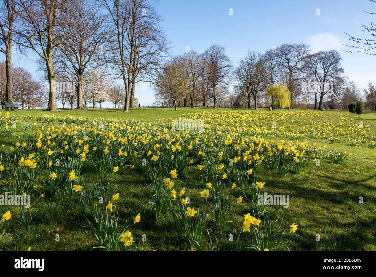 Sunny primavera Day a Sutton Lawn, catturato durante la chiusura di Covid-19, aprile 2020 Sutton in Ashfield Nottinghamshire Inghilterra Regno Unito Foto Stock