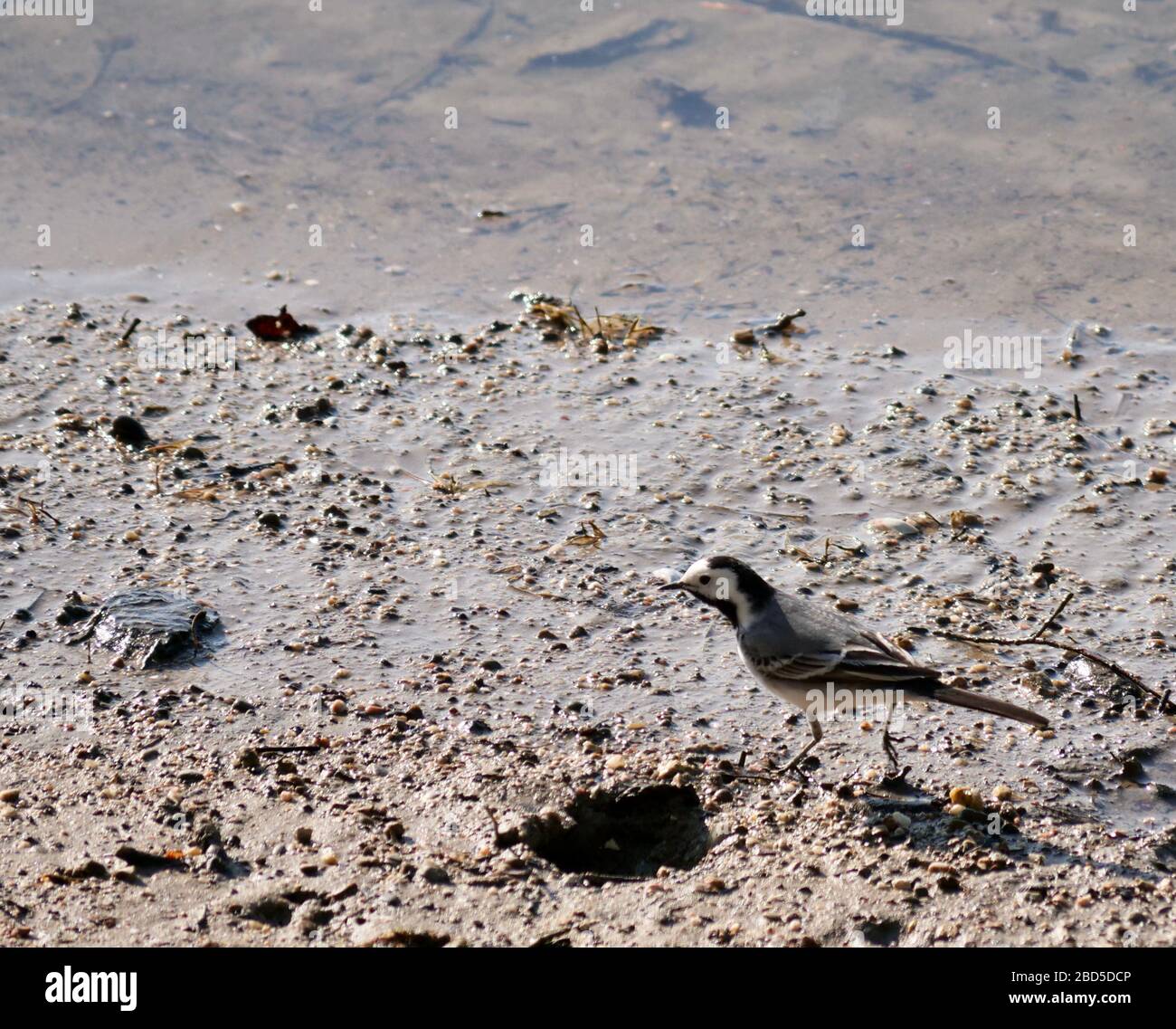 uccello di coda di pied su una spiaggia sabbiosa Foto Stock
