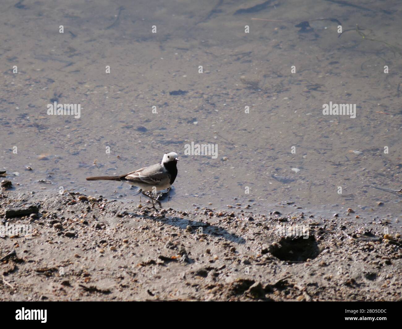 uccello di coda di pied su una spiaggia sabbiosa Foto Stock
