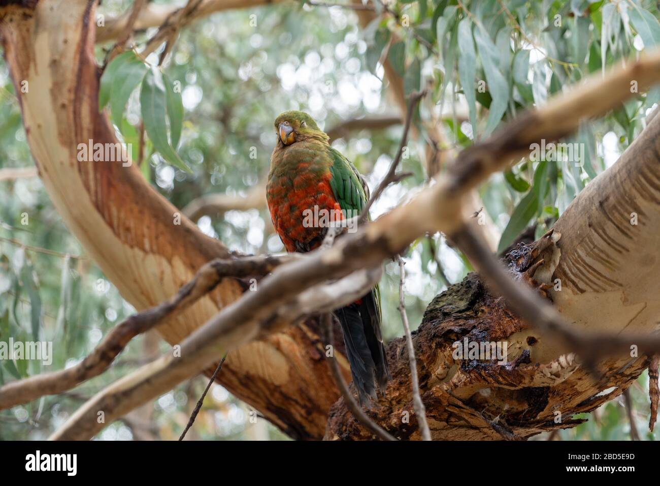 Pappagallo australiano rosso verde Foto Stock